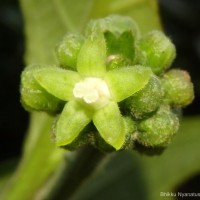 Psychotria dubia var. dubia (Wight) Alston